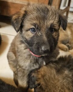 Chiots berger allemand altdeutscher schäferhund