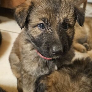 Magnifique Chiots Berger Allemand
