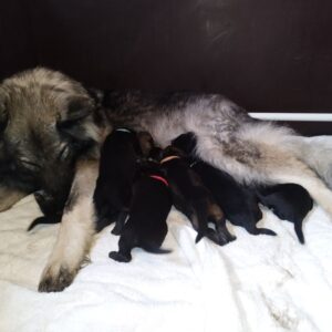Chiots berger allemand ancien type