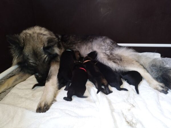 Chiots berger allemand ancien type