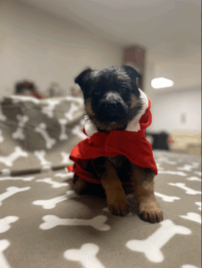 Chiots berger allemand lof