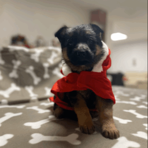 Chiots Berger Allemand – Élevage Des Terres d’Eden