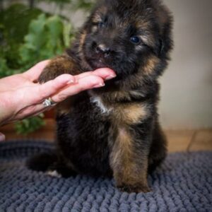 Chiots berger allemand poil long lof à réserver