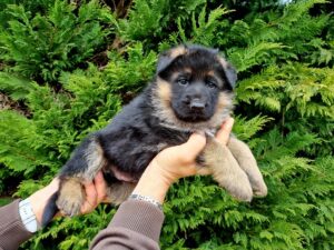 Chiots berger allemand poils court