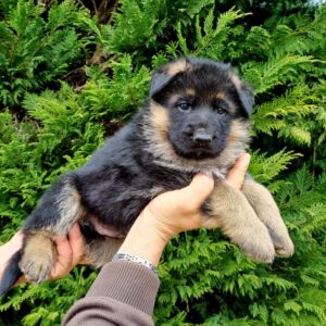 Chiots berger allemand poils court