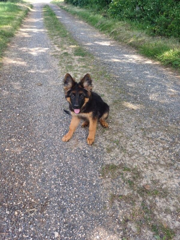 Chiots berger allemand poils longs
