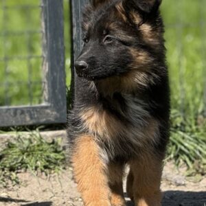 Chiots bergers allemands poil long lof