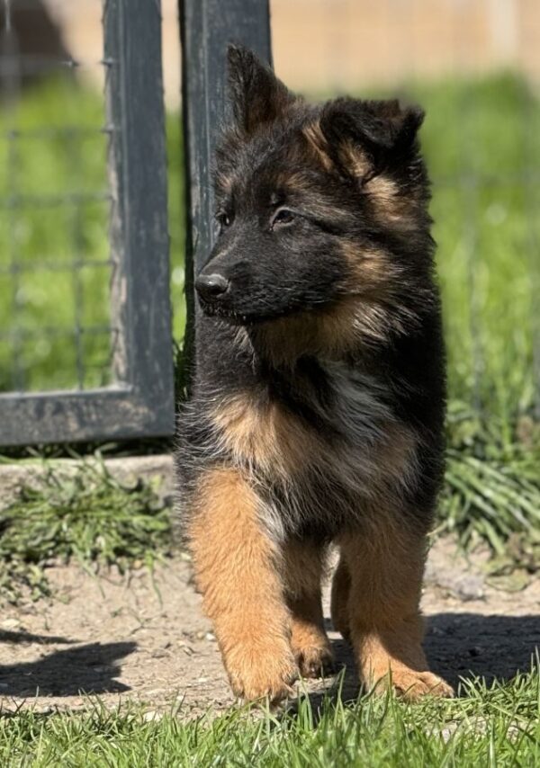 Chiots bergers allemands poil long lof