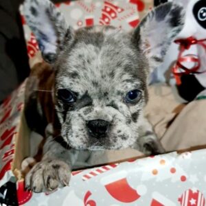 Chiots bouledogue français