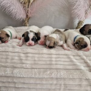 Chiots bouledogue français