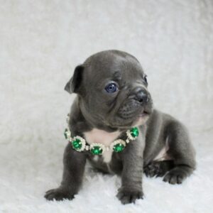 Chiots bouledogue français bleus