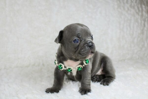 Chiots bouledogue français bleus