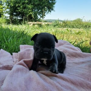 Chiots bouledogue français exotique