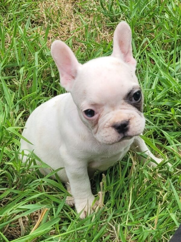 Chiots bouledogue français non lof