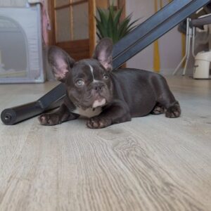 Chiots bouledogues français
