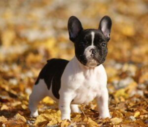 Chiots bouledogues français