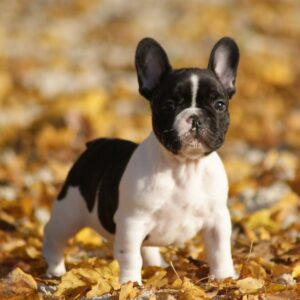 Chiots bouledogues français