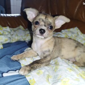 Chiots chihuahua