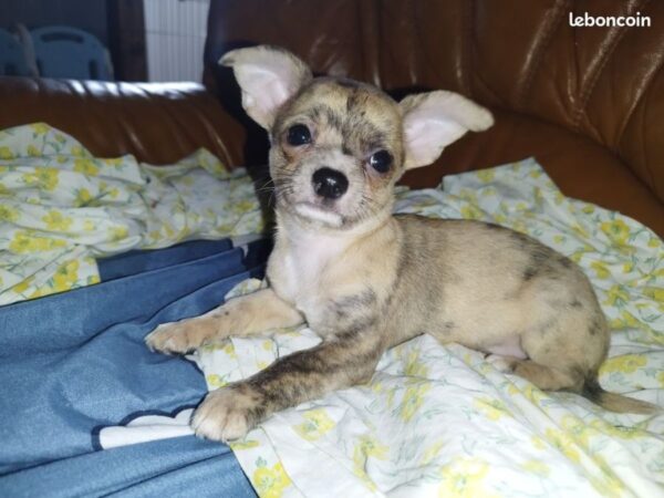 Chiots chihuahua
