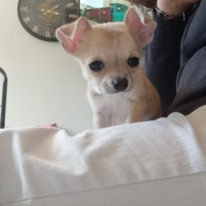Chiots chihuahua