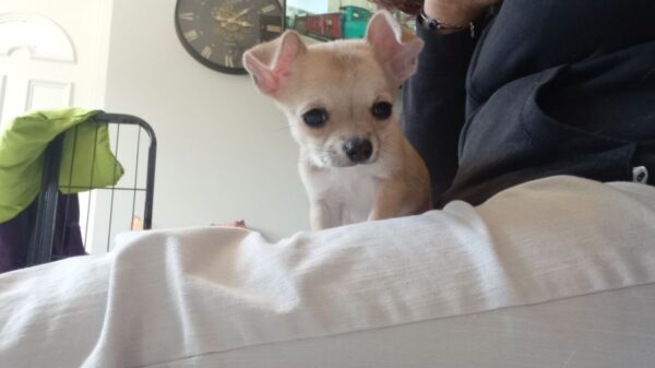 Chiots chihuahua