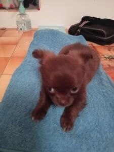 Chiots chihuahua a réserver