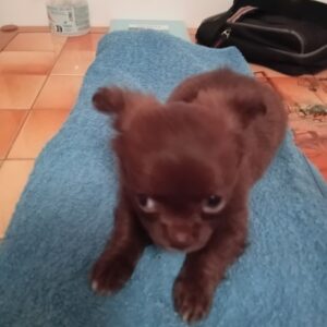Chiots chihuahua a réserver