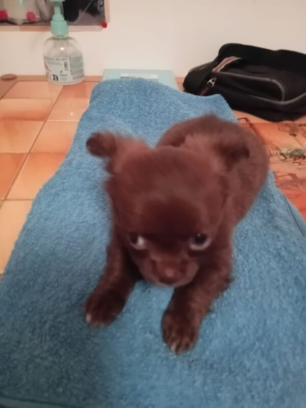 Chiots chihuahua a réserver