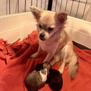 Chiots chihuahua poil long