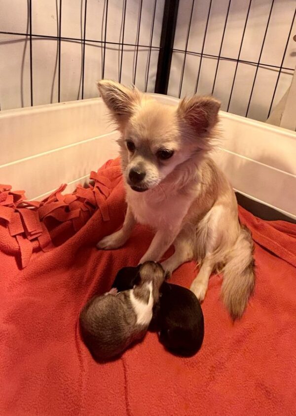 Chiots chihuahua poil long