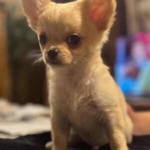 Chiots chihuahua poils courts et poils longs