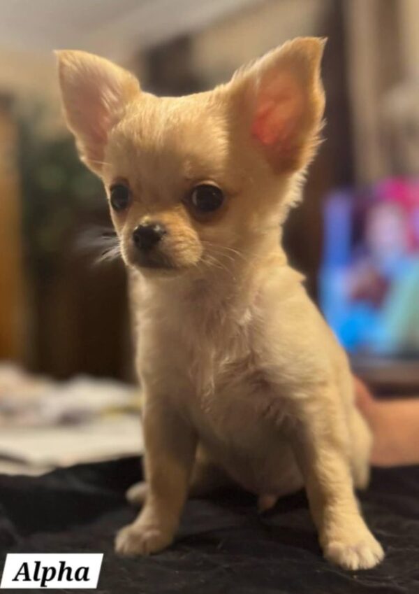 Chiots chihuahua poils courts et poils longs