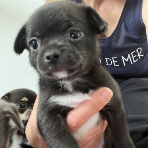 Chiots chihuahuas