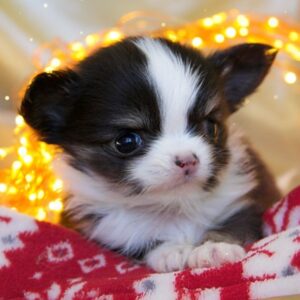 Chiots chihuahuas poil long issu de champion