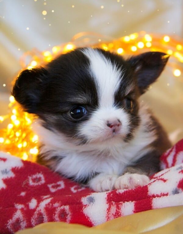 Chiots chihuahuas poil long issu de champion