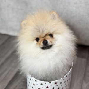 Chiots femelle poméranie nain