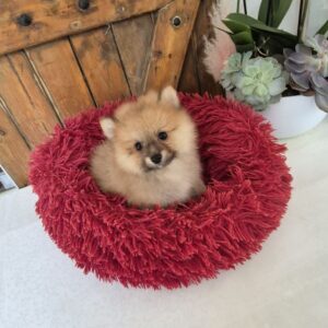Chiots spitz
