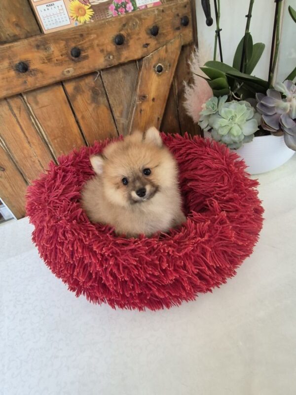 Chiots spitz