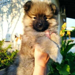 Chiots spitz allemand