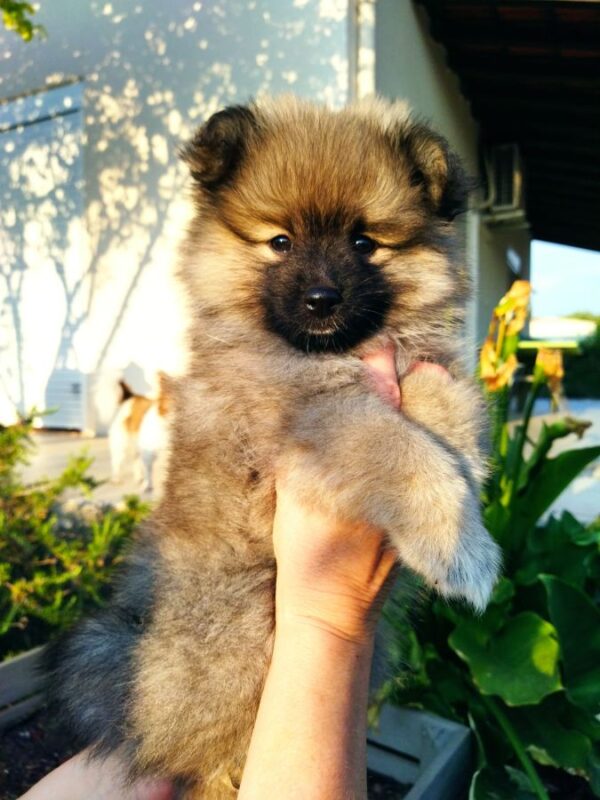 Chiots spitz allemand