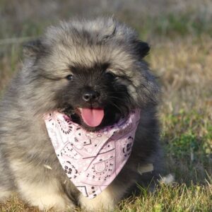 Chiots spitz allemand loup lof