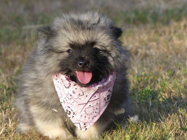 Chiots spitz allemand loup lof