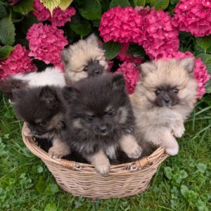 Chiots spitz allemand nain et petit lof