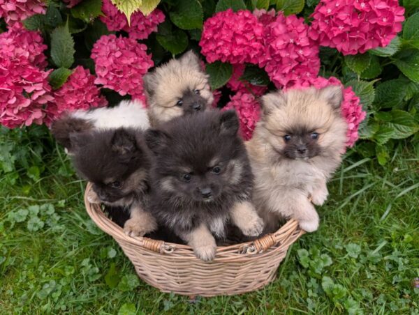 Chiots spitz allemand nain et petit lof