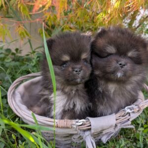 Chiots spitz nain et petit lof