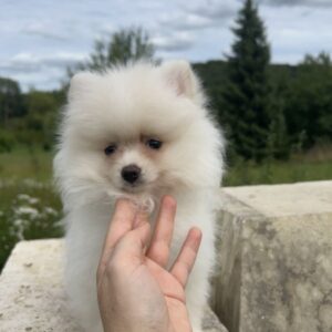 Chiots spitz nain poméranien