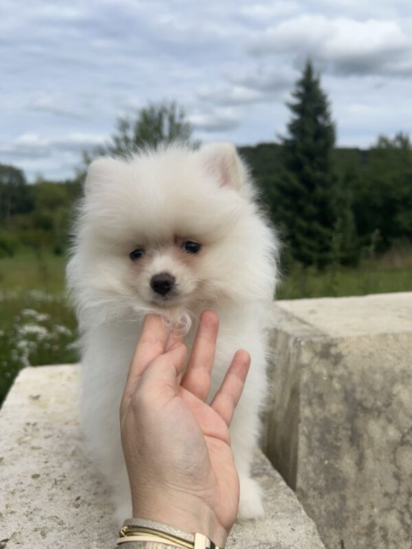 Chiots spitz nain poméranien