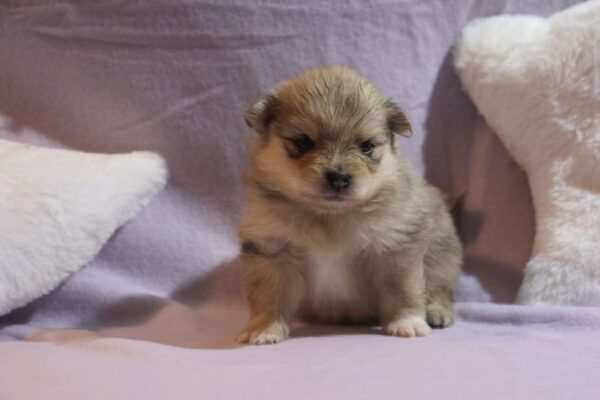 Chiots spitz (non lof)