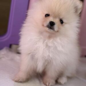 Chiots spitz petits et nains