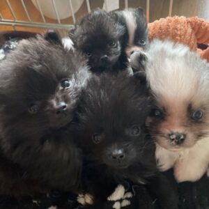Chiots type spitz petit